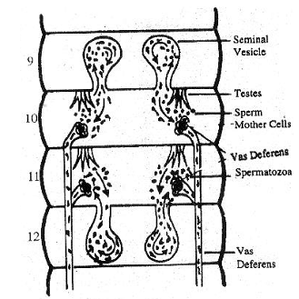 639_male reproductive system of earthworm.png